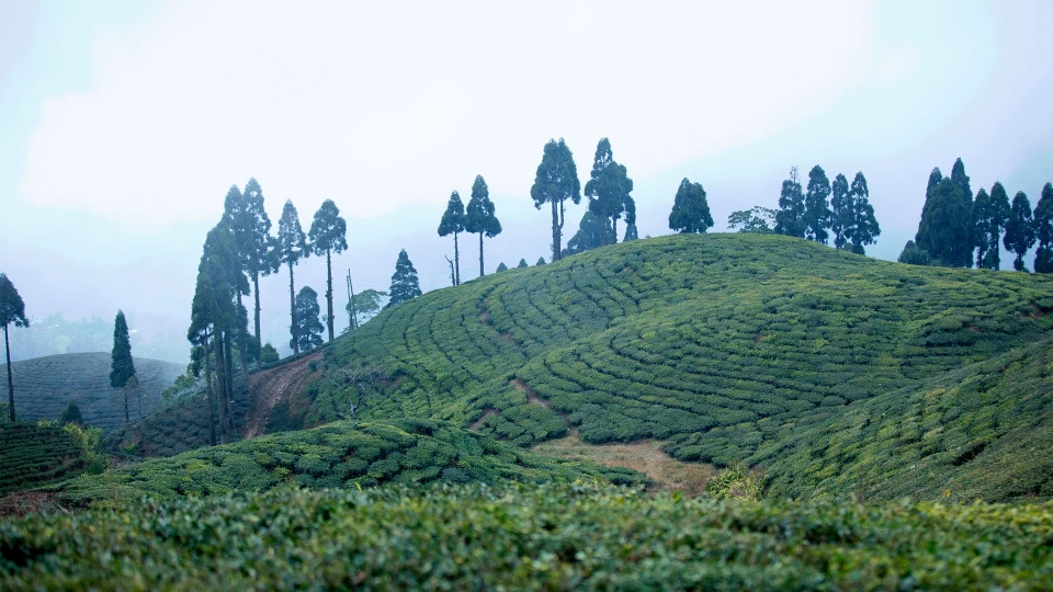 kanyam-tea-tourism