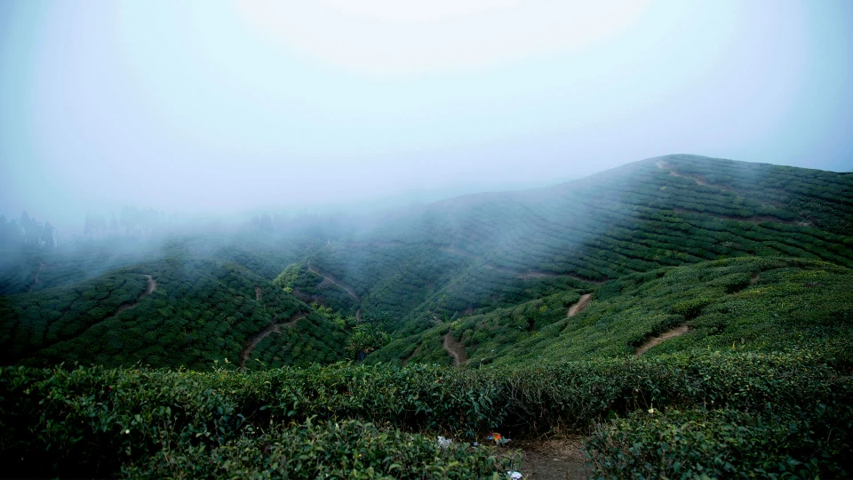 kanyam-tea-tourism